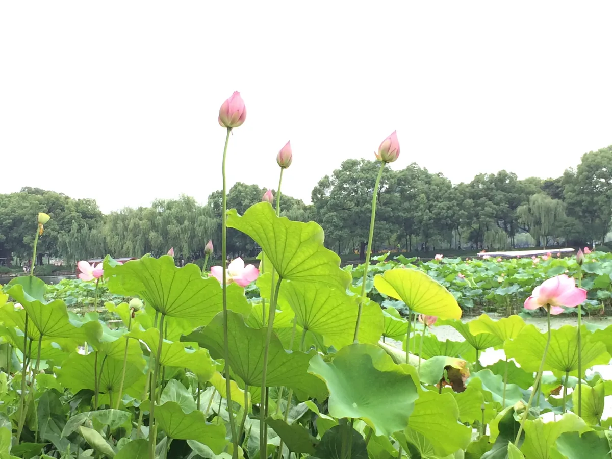 Lotus flowers growing on West Lake, Hangzhou